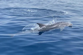 Dolphin Boat Trip Benalmadena 4